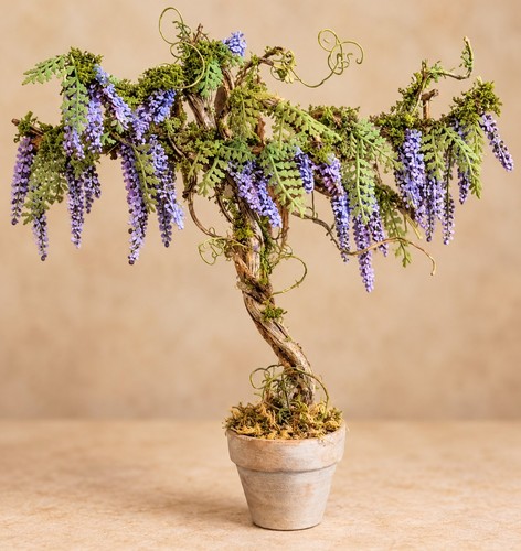 Albero glicine viola scala - glicine,